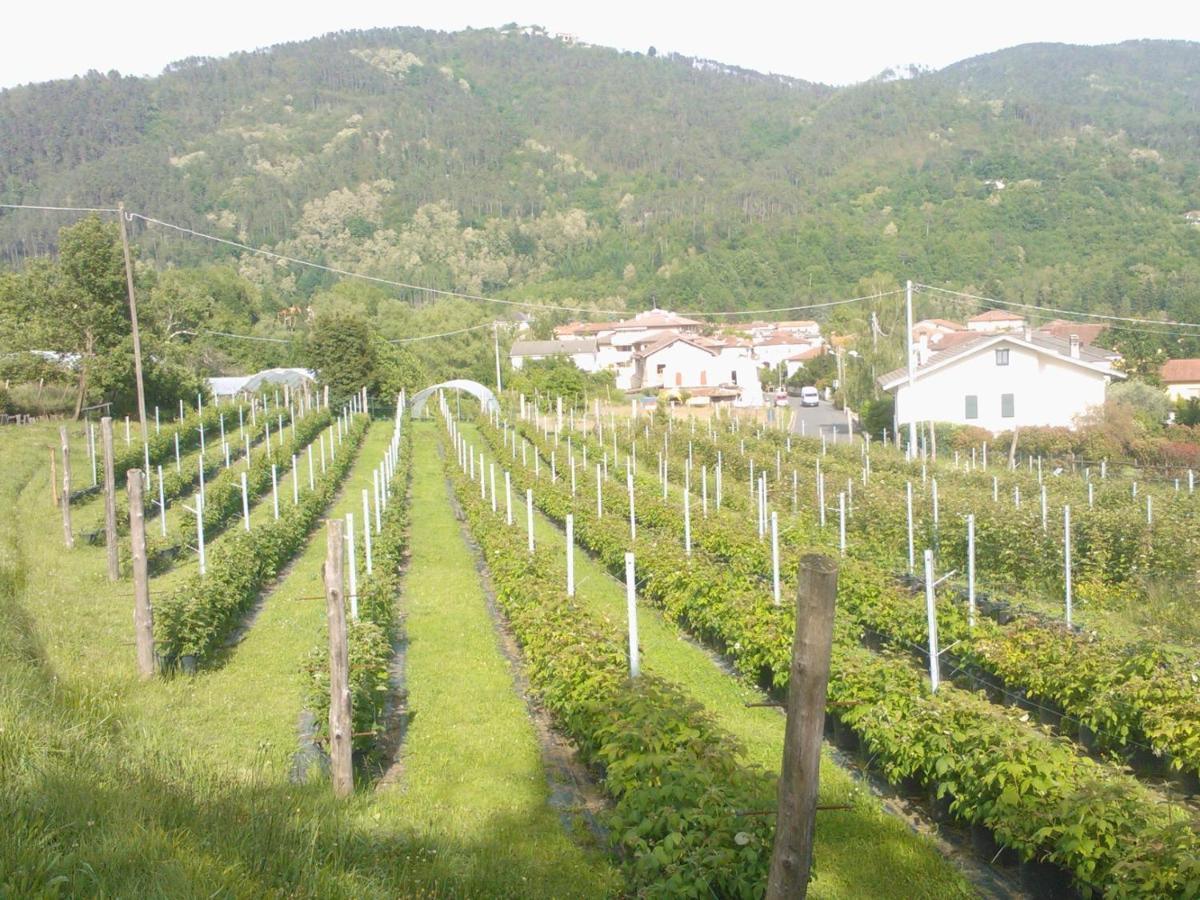 Agriturismo Tenuta Valletti. Sesta Godano المظهر الخارجي الصورة